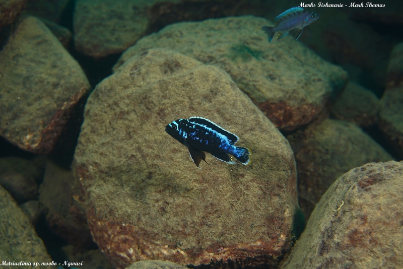 Maylandia sp. 'msobo' Ngwasi